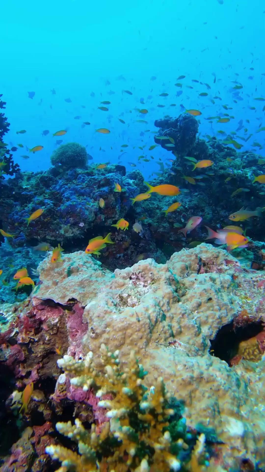 Che tu stia facendo la tua prima immersione o conosca il reef a memoria, c'è sempre qualcosa di nuovo da scoprire. Incontra una fauna marina vivace, esplora i colori del nostro house reef e trova il tuo ritmo sott'