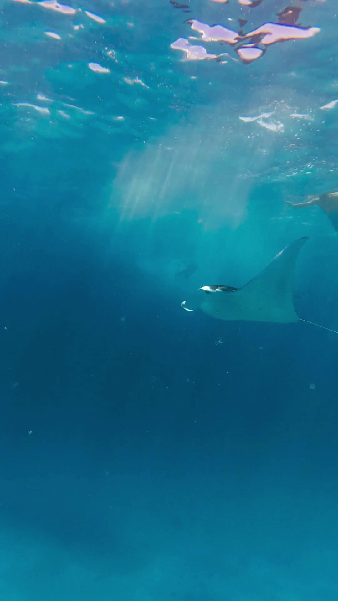 Nella Giornata Mondiale della Manta, celebriamo i giganti gentili del nostro oceano e il loro ruolo aggraziato nel nostro ecosistema.

Video per gentile concessione di: @aenn.hin e @kuramathi.dive.club

#WorldMantaDay #NivaKuramathi #YourIsland