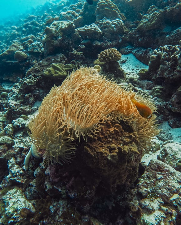 Diving in the Maldives is not only about large marine life, but also about the smaller details that make every dive unique. 🤿🌊

Sea anemones are a common and important part of the reef ecosystem, of