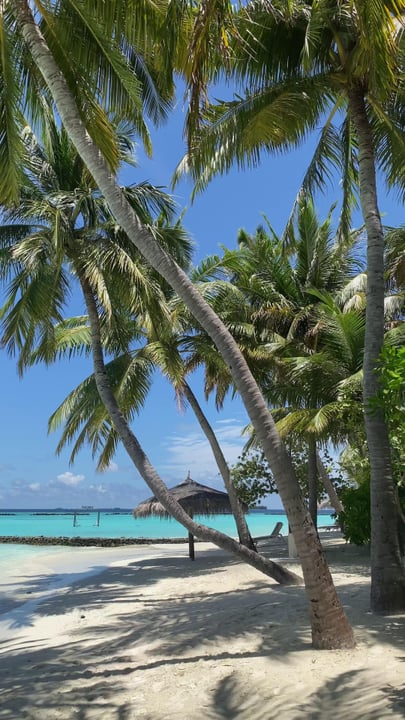 Wo der Sand zu Ihrem Pfad wird,
das Meer zu Ihrem Soundtrack,
und die Zeit sich ein wenig verlangsamt.

Wenn Sie heute irgendwo am Strand sein könnten, wo wäre das? 🐚

Happy World Beach Day 🌴

#Ni
