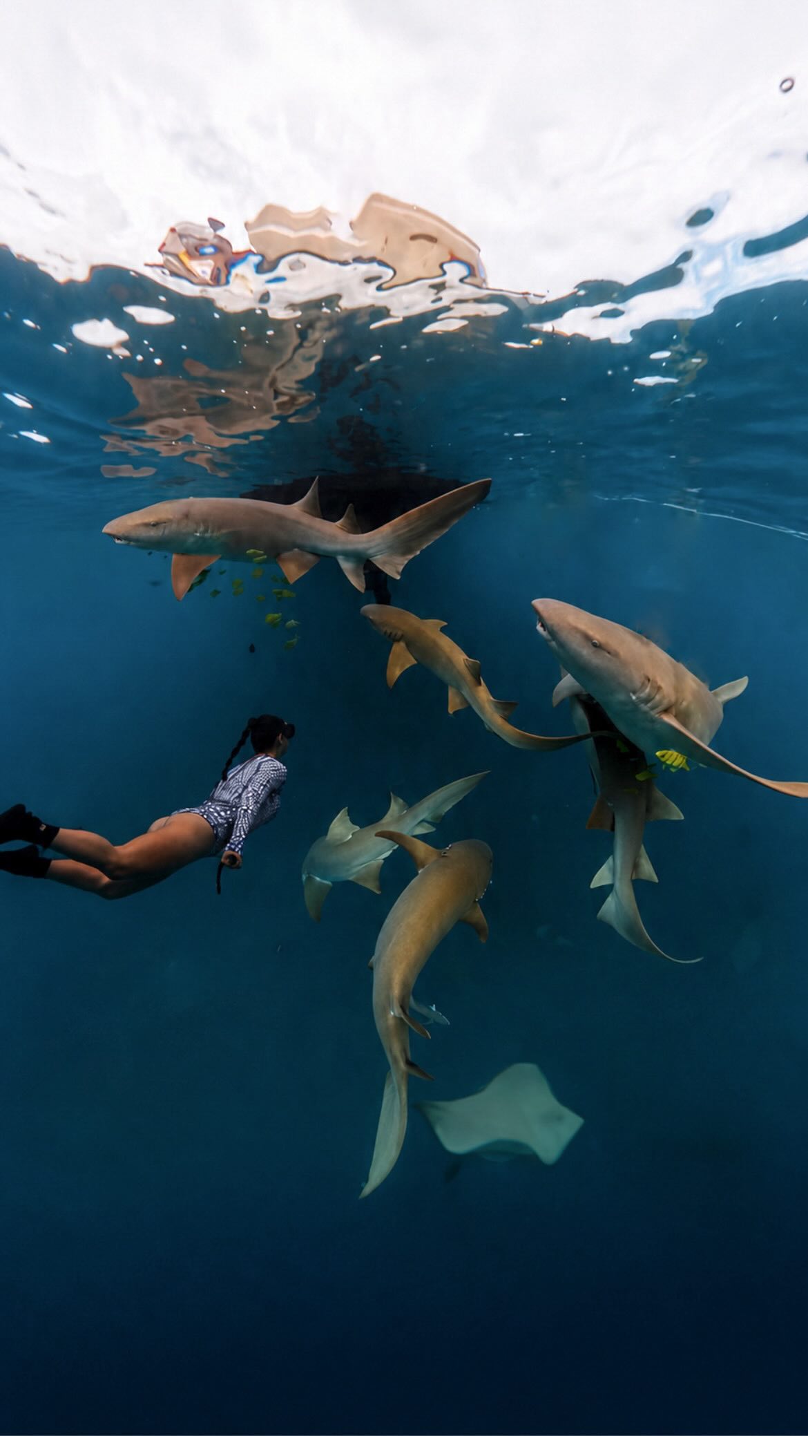 Wunderschöne blaue Momente im Indischen Ozean...

Mit @nivakurumbamaldives 🦈

#nivakurumba #maldives #shark #nurseshark