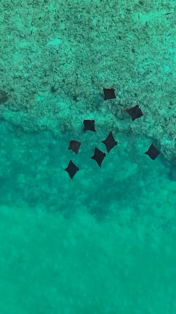 Travel, with purpose.

Through Good Travel with Marriott Bonvoy, step into the Maldives’ most vital ecosystems, where coral reefs, mangroves and seagrass meadows quietly sustain life across the island