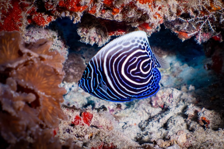 Photo by Le Méridien Maldives Resort & Spa on June 07, 2026. May be an image of aquatic animal and text.