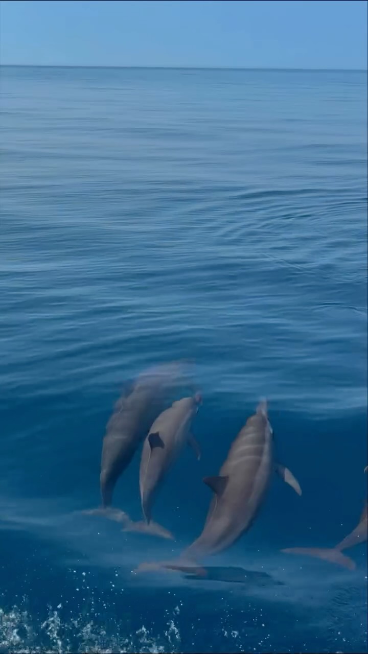 Wecken Sie Ihre Sinne und folgen Sie dem Ruf des Ozeans.

Brechen Sie mit @suboceanic.lemeridien zu einem aufregenden Jetski-Delfin-Ausflug auf, bei dem endlose blaue Horizonte, salzige Brisen und spielerische Delfinbegegnungen 