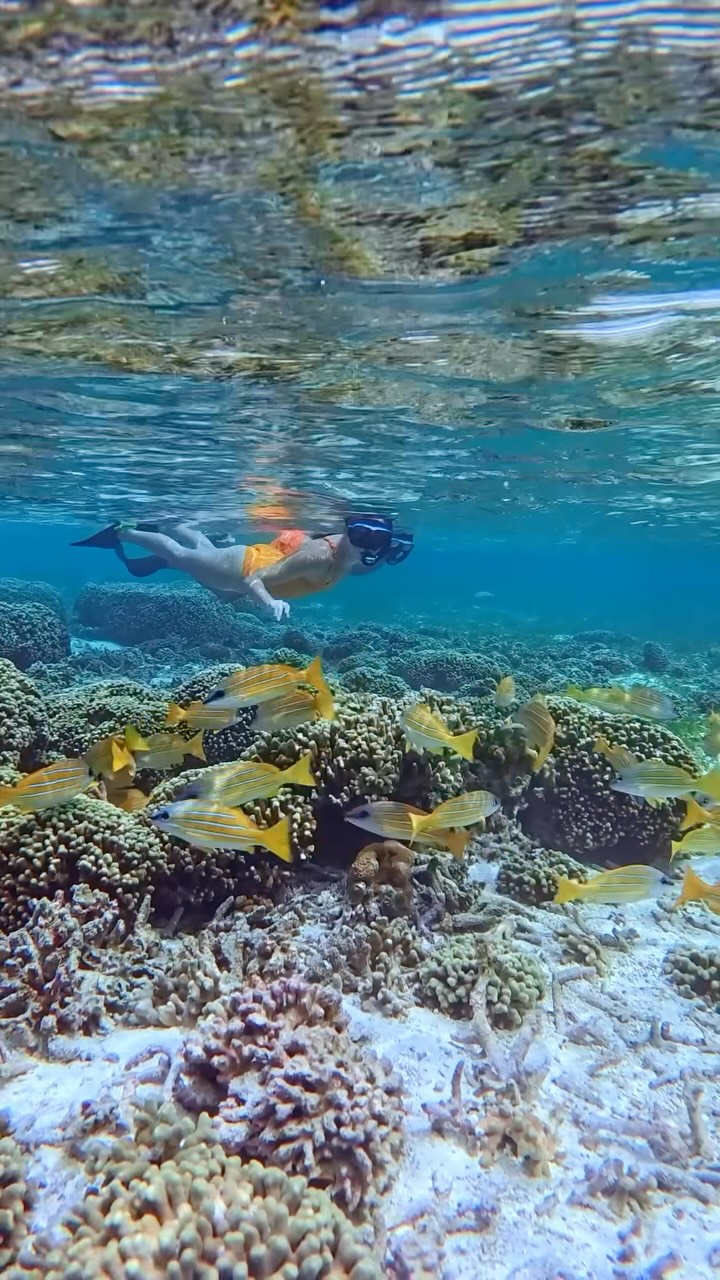 A house reef teeming with life. Discover turtles, rays, blacktip reef sharks, and a vibrant underwater world waiting to be explored at Le Méridien Maldives Resort & Spa.

Join Marriott Bonvoy and unlo