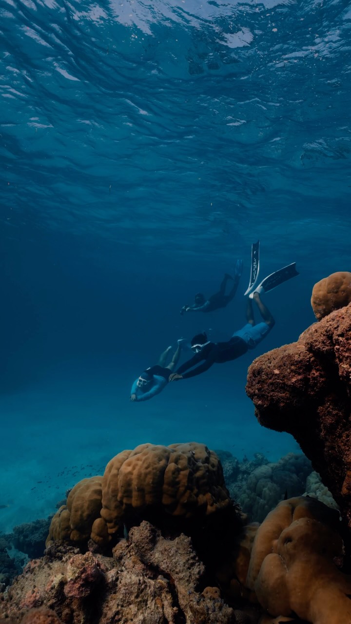 Bereit für eine Begegnung mit der Wildnis? 🦈 Tauchen Sie ein ins Blaue mit @suboceanicmaldives und schnorcheln Sie neben Ammenhaien in ihrem natürlichen Lebensraum. 🤿

#LeMeridienMaldives #DestinationUnlocked #Marriott