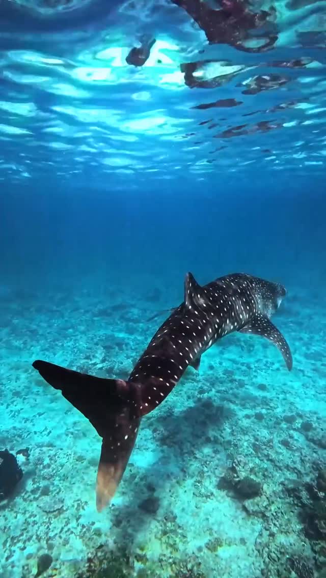 Today, we celebrate the heart of our island paradise—the ocean. 💙

From vibrant coral reefs to the crystal-clear waters that surround us, the ocean sustains life, inspires wonder, and connects us all