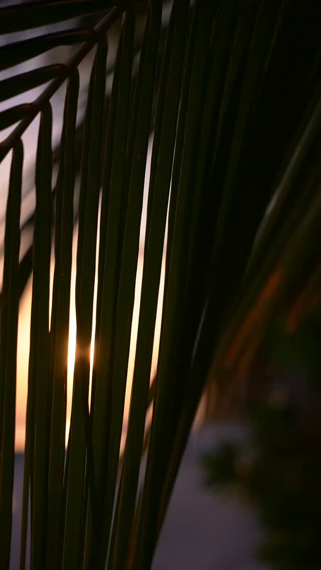 Wachen Sie zum sanften Rhythmus des Ozeans auf, wo sanfte Meeresbrisen, goldene Sonnenaufgänge und friedliche Momente den Ton für den Tag angeben.

Bei Lily Beach lädt Sie jeder Morgen dazu ein, langsamer zu werden, tief zu atmen