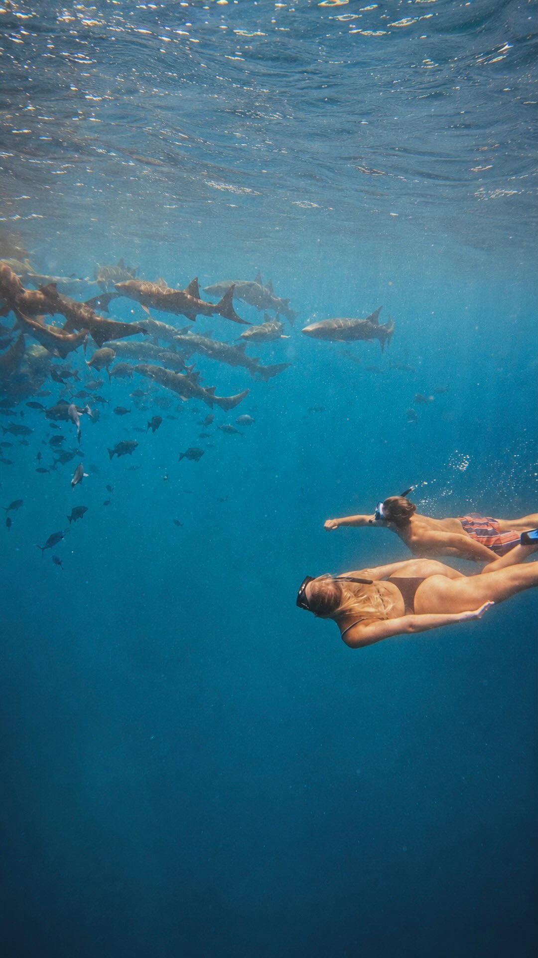 This is what freedom feels like 🤿🩵

 #travelreels #diving #scubadive #shark #coupletravel