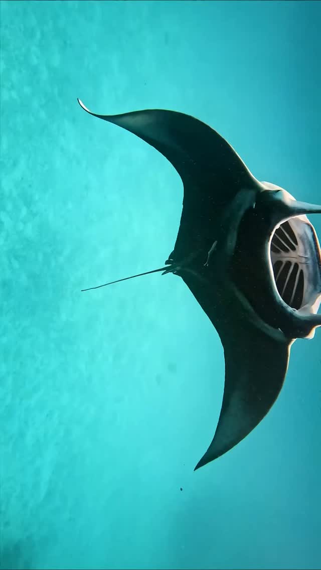 Celebrando il World Manta Day nel bellissimo South Ari Atoll 💙🌊 - un rifugio per questi giganti gentili. A Lily Beach, celebriamo la magia di ogni incontro proteggendo l'oceano che chiamano casa.