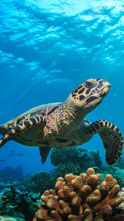 At LUX* South Ari Atoll, nature and the ocean are at the core of every experience we create 🌿🌊

As we celebrate both World Environment Day and World Oceans Day, we take this moment to honour the bea