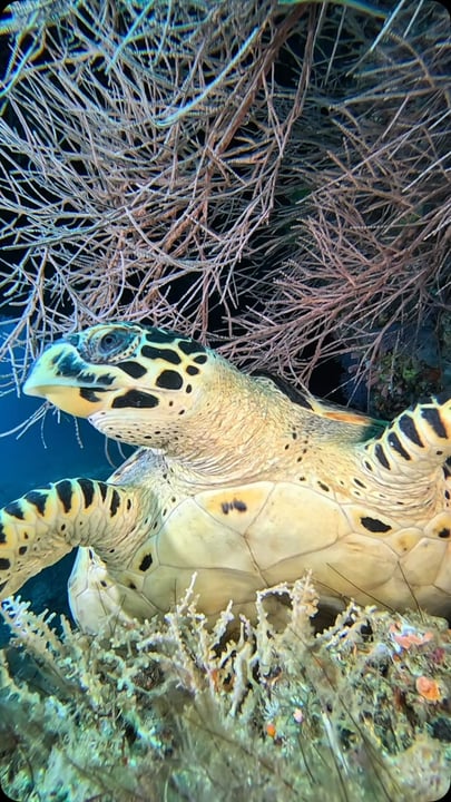 Jede Reise unter der Oberfläche offenbart ein neues Wunder. Lassen Sie den Ocean seine Geschichte erzählen.🐢 #luxsouthariatoll #luxresorts #maldives #ocean