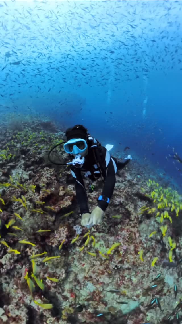 A world most people never see.

What a privilege to experience this world. Are you part of the 1% yet? 

@luxsouthari 

#luxsouthari #kudarahthila #eurodiversmaldives #divemaldives #southariatoll