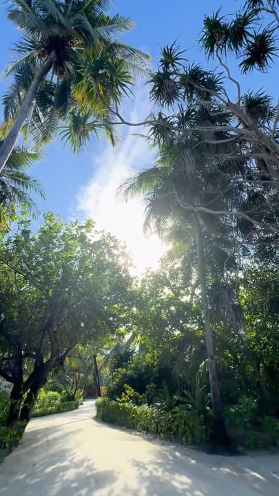POV: barfuß auf weichem Sand, unter Palmen entlangschlendern, umgeben von nichts als Meeresluft und der Ruhe der Insel 🌴🌊

Werden Sie langsamer, spüren Sie jeden Schritt, und lassen Sie sich vom Rhythmus der Insel tragen.

#LUXSouthAriAtoll #L