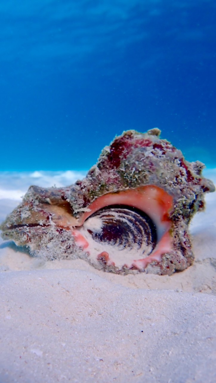 👀 IMMER SELTSAMER!

🐚 Wenn Sie jemals eine ungewöhnliche Spur auf dem flachen, sandigen Grund der Makunudu Lagoon entdecken, folgen Sie ihr unbedingt!

Man könnte denken, große, farbenfrohe tropische Muscheln seien leicht