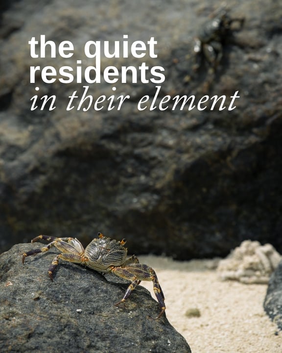Pendant ce temps, sur l'île 🦀
Certaines pauses n'existent que pour nous. Ici, les marées changent, les créatures explorent, et la vie continue comme elle l'a toujours fait.

#SoulMatters
