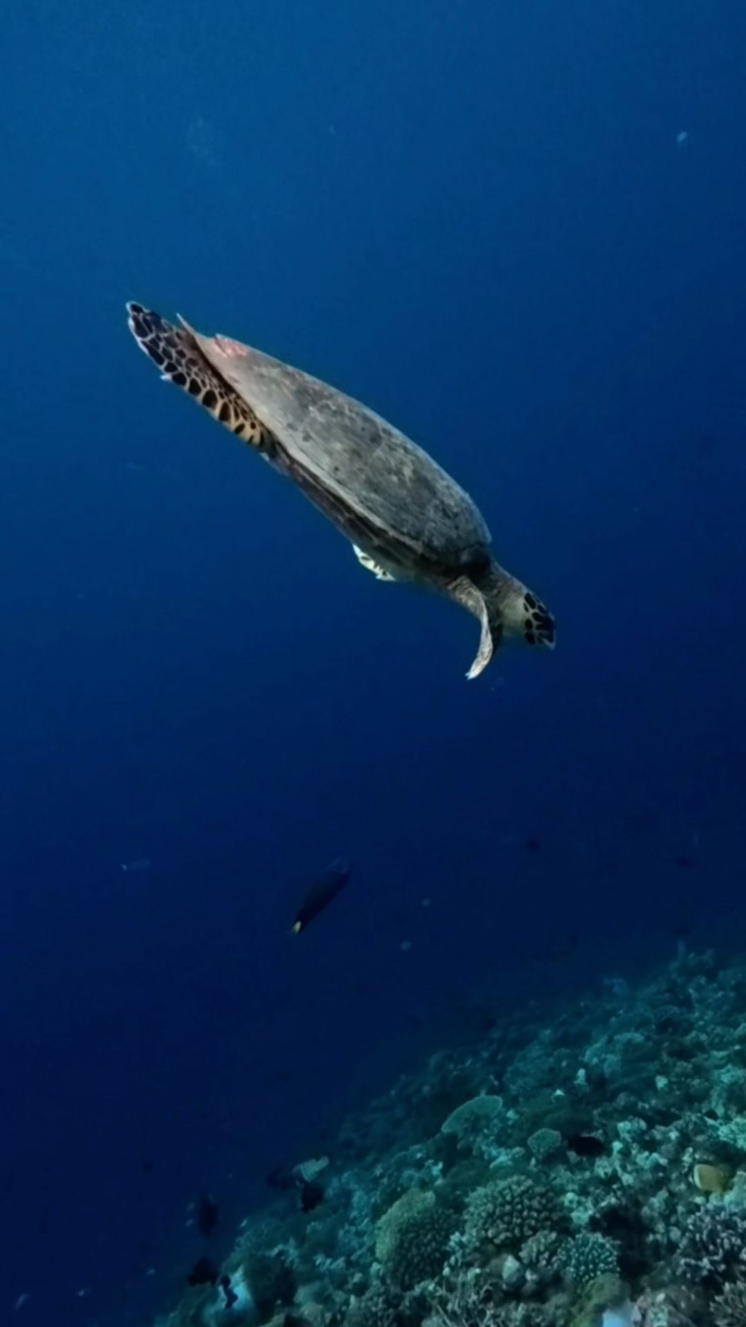 Se retrouver soi-même 🐢
Les Maldives attendront bientôt de vous accueillir à nouveau : avec l'espace pour se reconnecter, ralentir et simplement être présent.

#SoulMatters