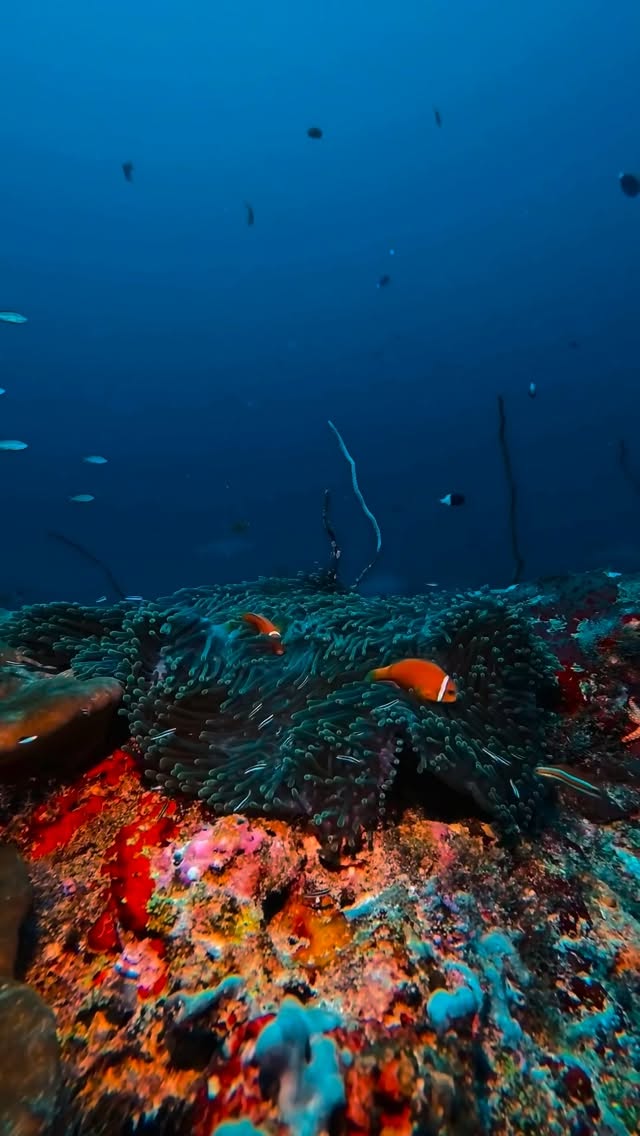 #mercuremaldiveskooddoo #visitmaldives #diving #shark #turtle