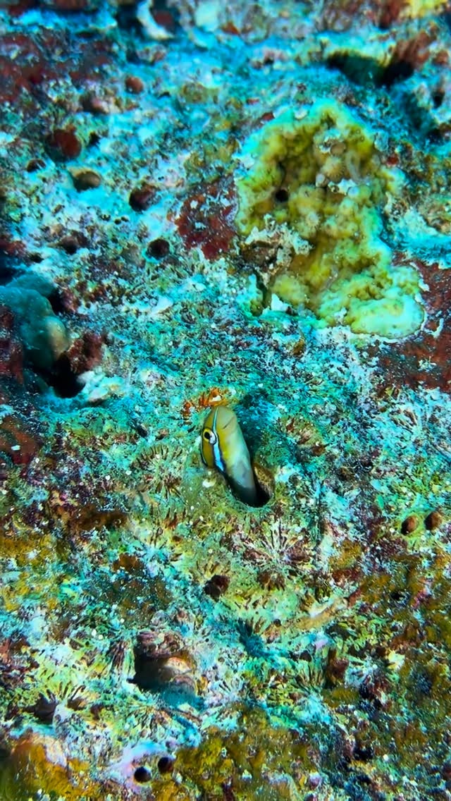 #mercuremaldiveskooddoo #visitmaldives #diving #turtle #fish