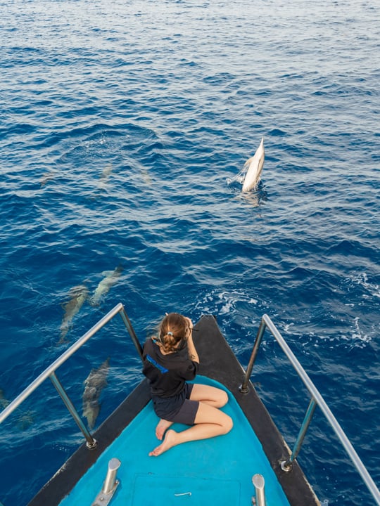 Foto von Mercure Maldives Kooddoo im Mercure Maldives Kooddoo Resort. Könnte ein Bild von Schwimmen, einem Walhai, einem Delfin und Text sein.