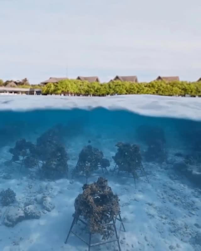 Milaidhoo sits within the UNESCO Biosphere Reserve of Baa Atoll, one of the most biologically rich marine environments on earth. Caring for this fragile ecosystem is not a programme we run. It is simp