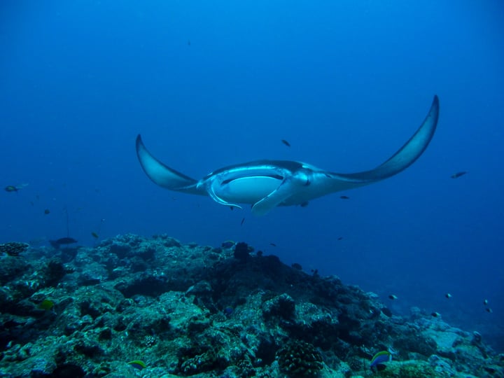 Photo by Milaidhoo Maldives on June 08, 2026. May be an image of aquatic animal and text.