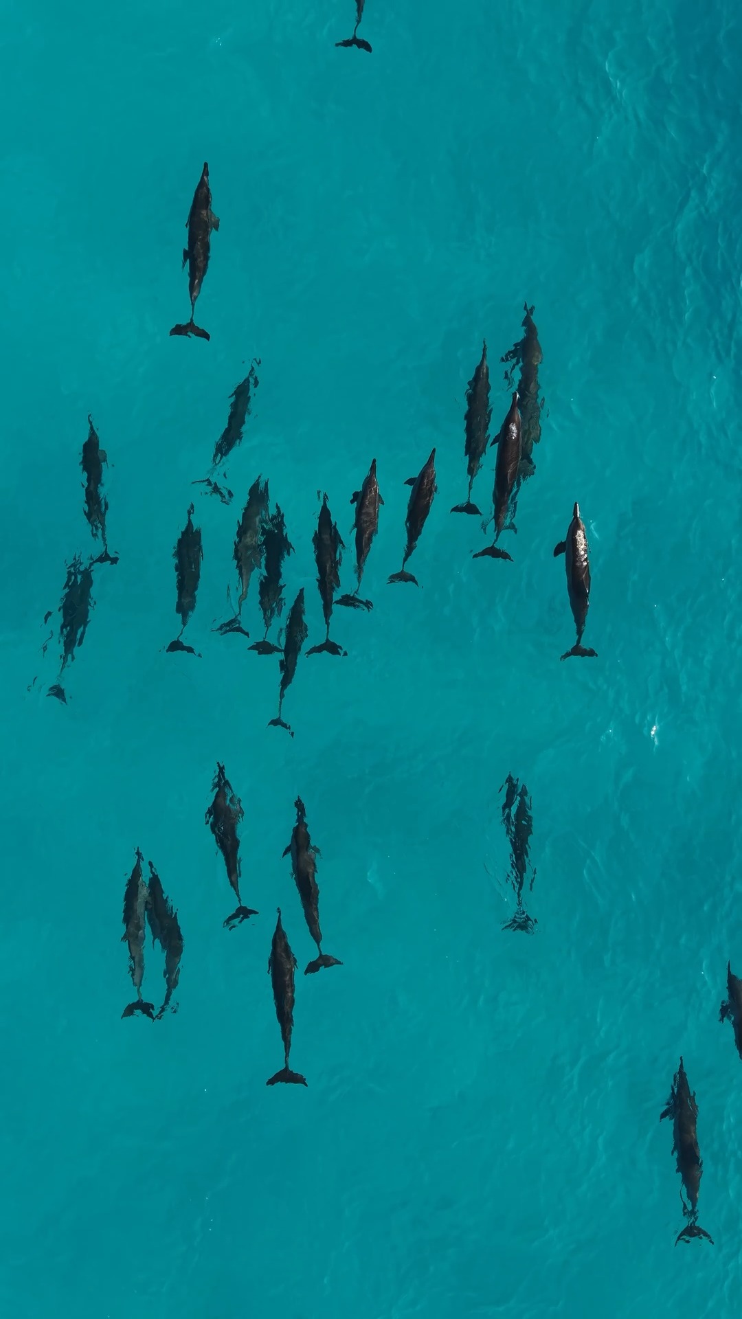 In the Baa Atoll UNESCO Biosphere Reserve, every journey at sea feels open and full of wonder. 

On a Milaidhoo dolphin cruise, the ocean often has a surprise in store, dolphins appearing alongside th