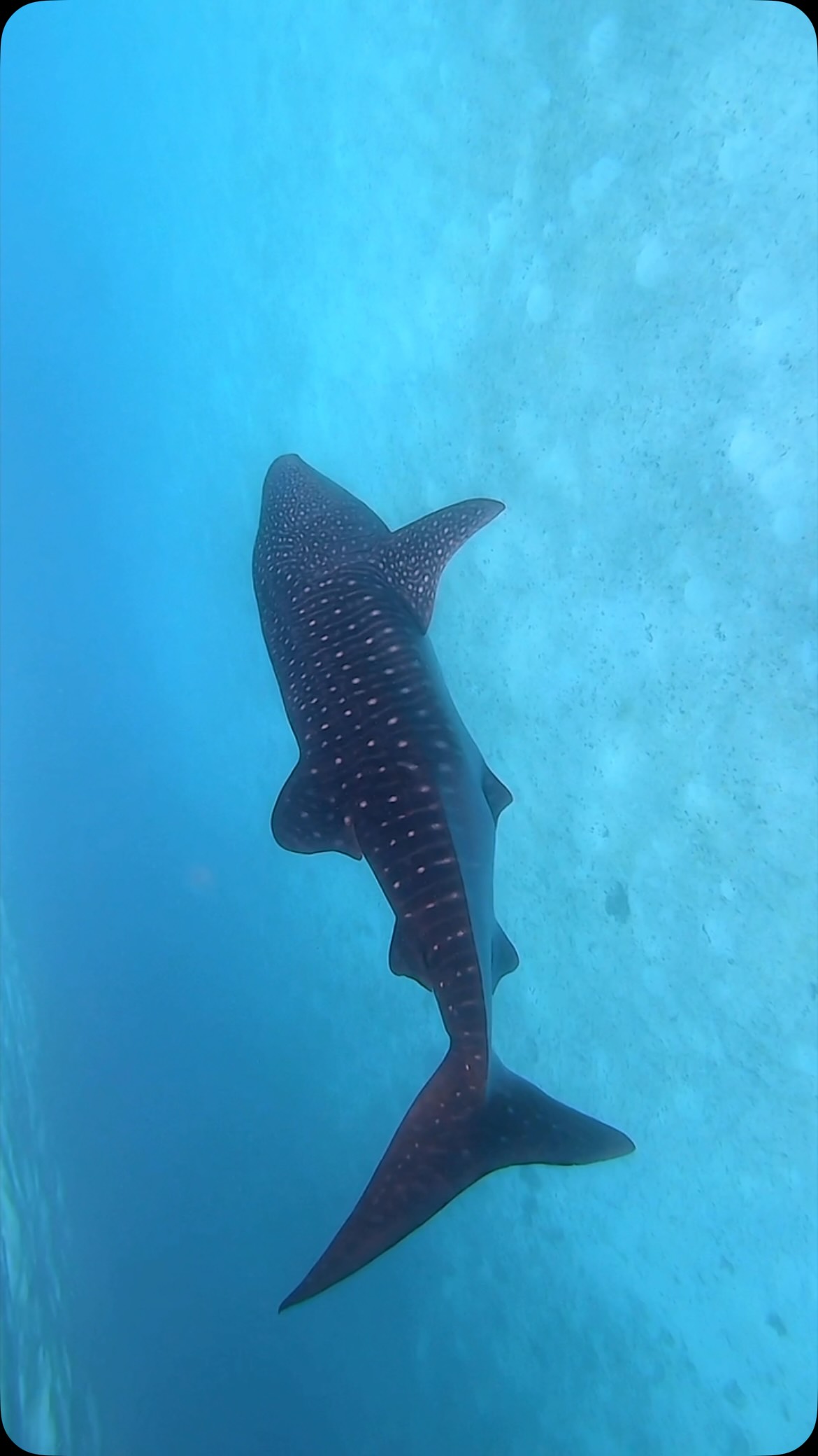 Whale shark encounters in the Baa Atoll UNESCO Biosphere Reserve – guided responsibly by our marine team, and impossible to forget.

The whale sharks have their own plans. Make sure yours includes Baa