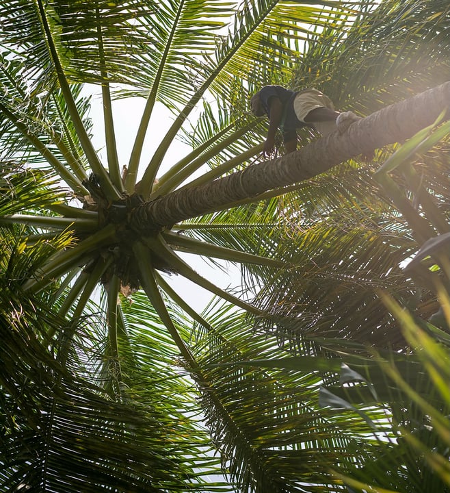 Photo by Milaidhoo Maldives on September 02, 2026. May be an image of sloth, palm trees and text.