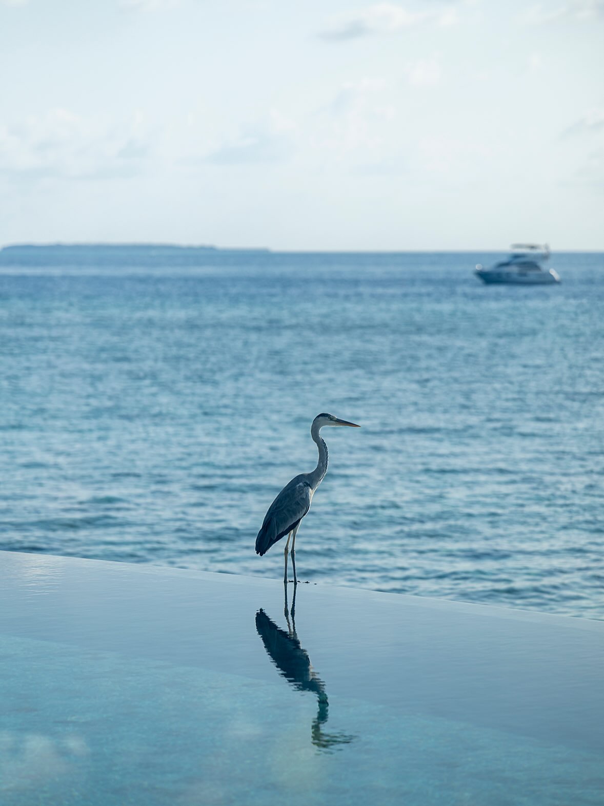 Foto di Milaidhoo Maldives dell'11 settembre 2026. Potrebbe essere un'immagine con uccello marino, airone, natura, acqua e testo.