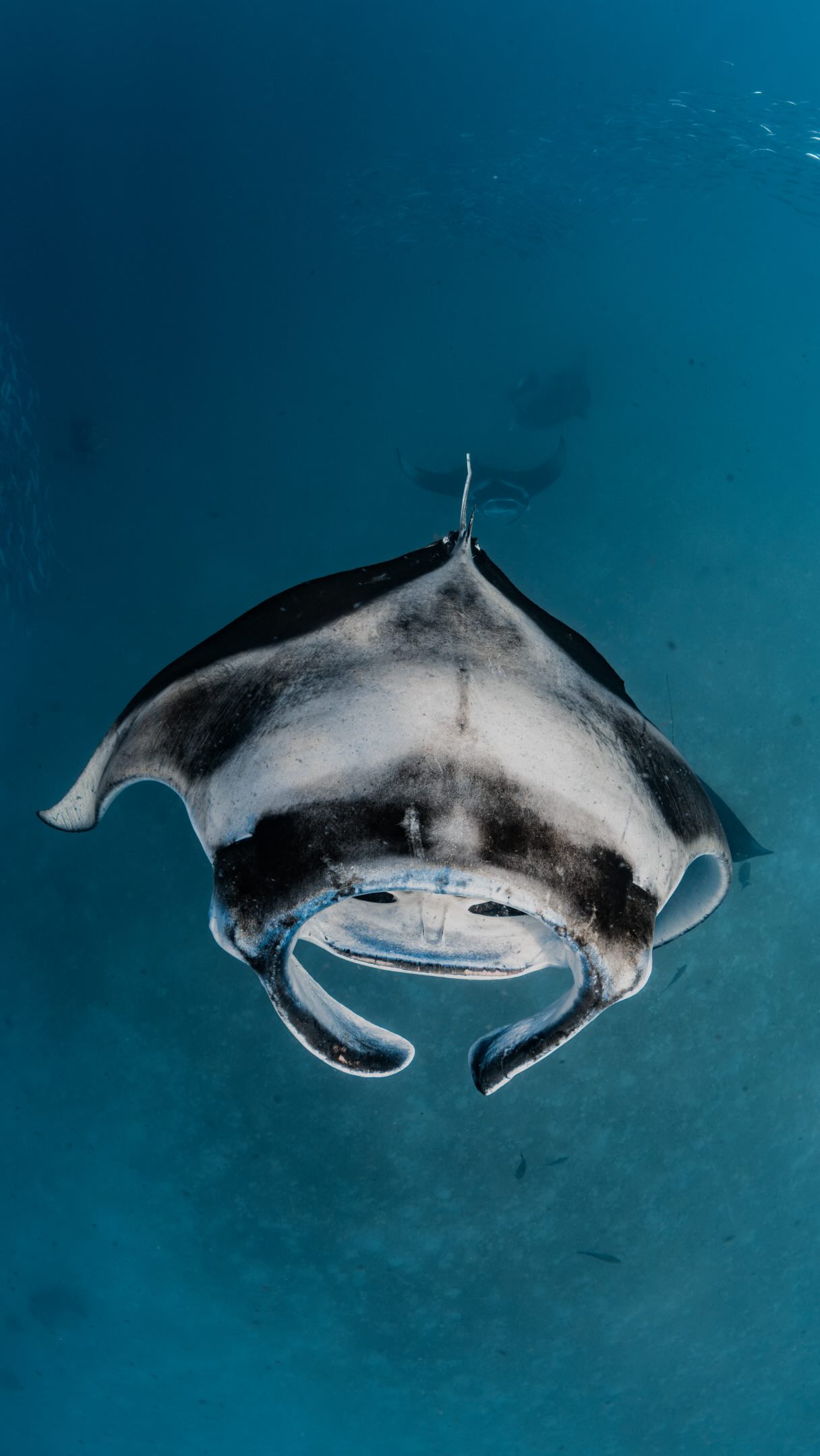 Milaidhoo Island is only a 10 minute boat ride away from Hanifaru bay, famous for its huge aggregations of Manta rays!

We were lucky enough to visit Hanifaru twice during our stay as Milaidhoo runs s