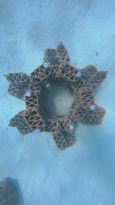 This World Ocean Day, we celebrate the actions that help protect and restore the ecosystems beneath the waves.

Together with the team from @rrreefs , the Resident Marine Biologist and Sustainability 