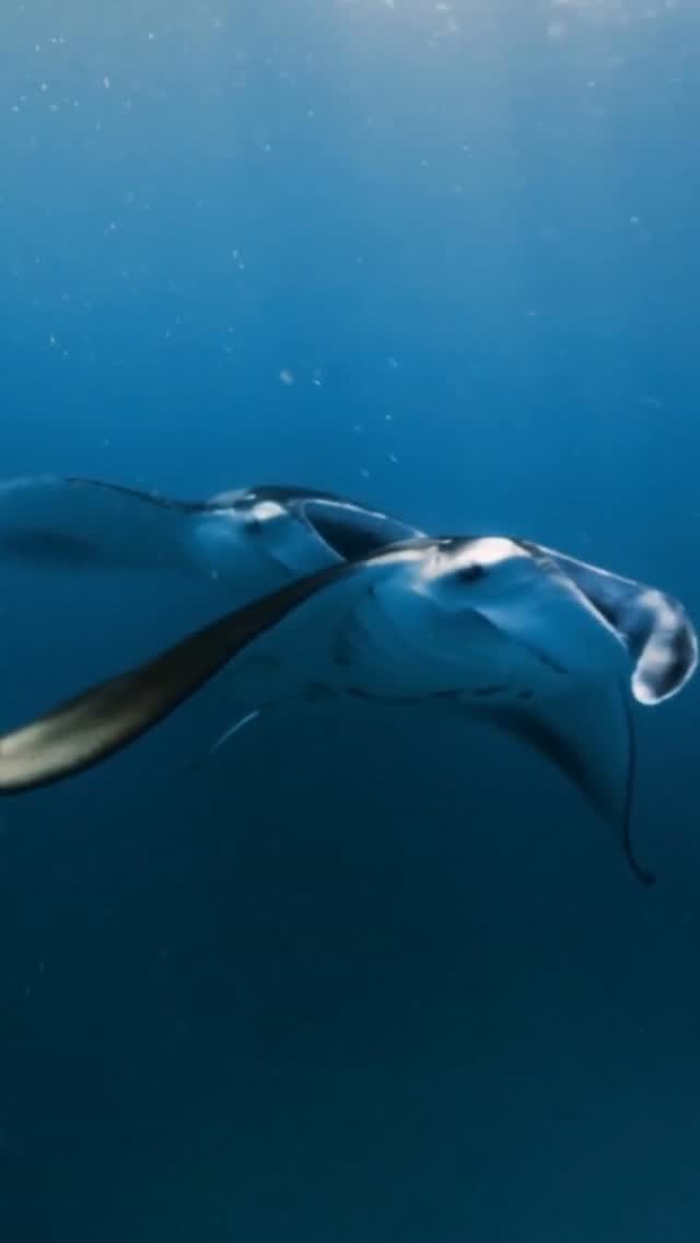 Manta season is beginning in Baa Atoll, and the waters of Hanifaru Bay are once again welcoming these graceful giants. From May to November, guests at The Nautilus have the rare opportunity to witness