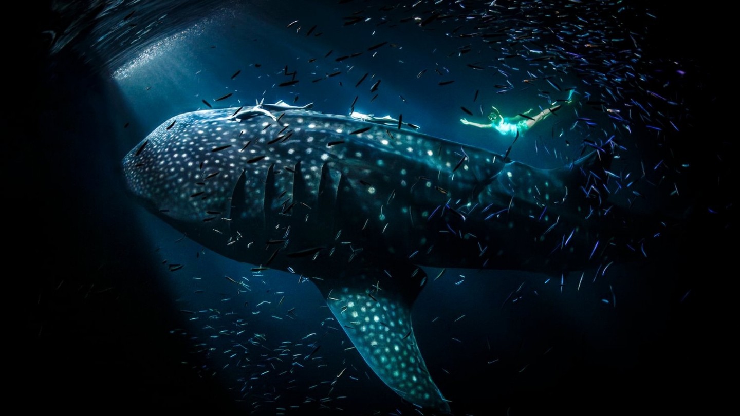 Foto von The Nautilus Maldives vom 18. Juli 2026. Könnte ein Bild von Walhai, Wal und Text sein.