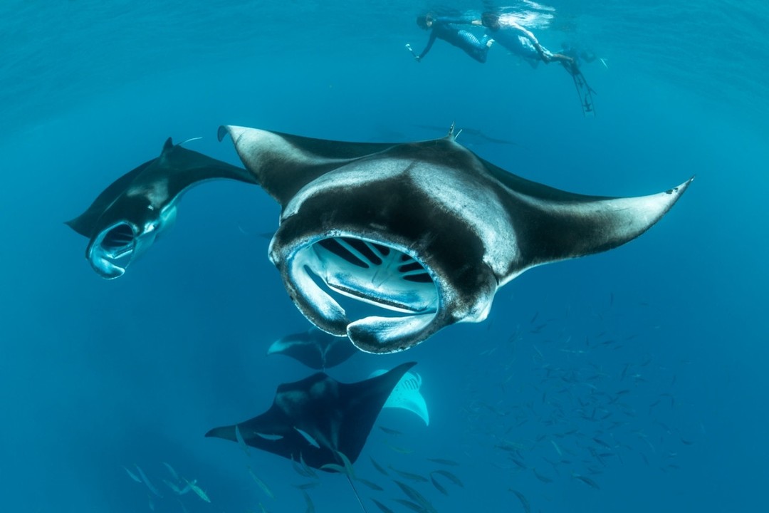 Looking back on Ocean Discovery Week at The Nautilus through the eyes of @tobias_friedrich_photography @dive_into.life Kian and Dorian. Their images capture days spent exploring the remarkable waters 