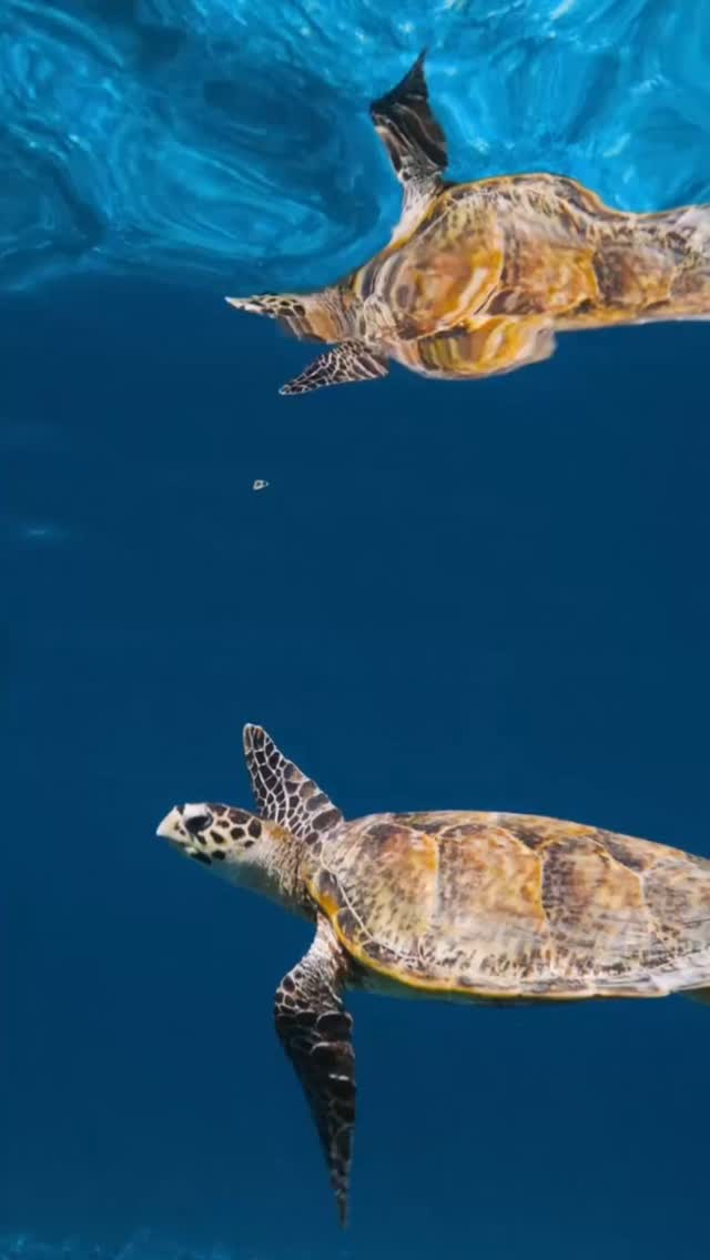 Une tortue glisse dans l'océan Indien, sans hâte et parfaitement chez elle dans le bleu.⁠
⁠
Ici, à Baa Atoll, les eaux qui entourent The Nautilus grouillent de vie marine, rendant des rencontres comme celle-