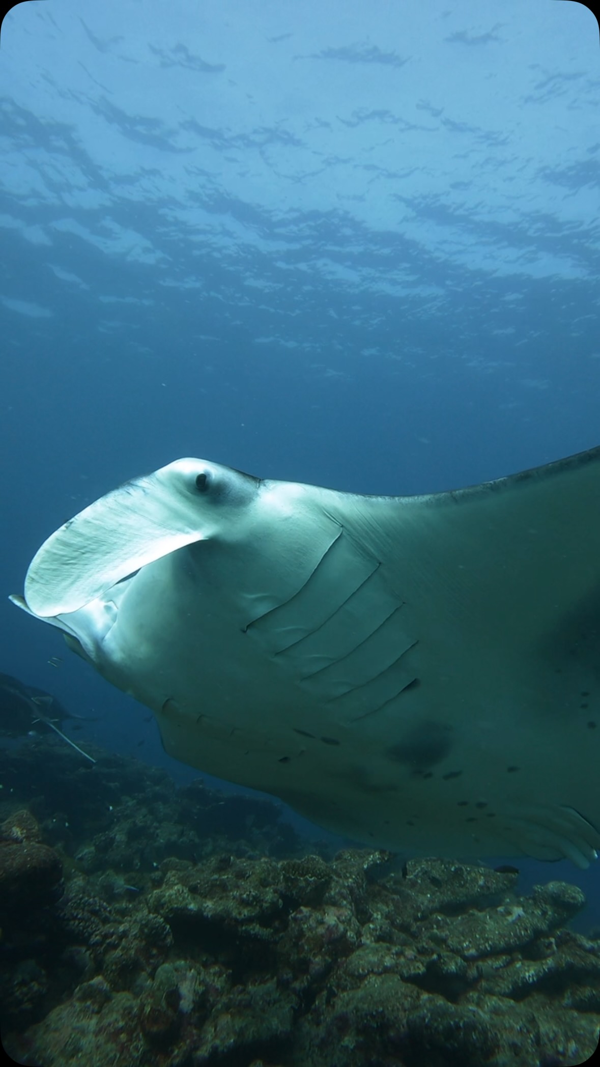 A Nika, l'Isola della Gentilezza, siamo circondati da diversi punti di avvistamento delle manta, dove questi giganti aggraziati vengono a nutrirsi, planare e danzare nel blu.

Un incontro magico con uno dei giganti dell'oceano