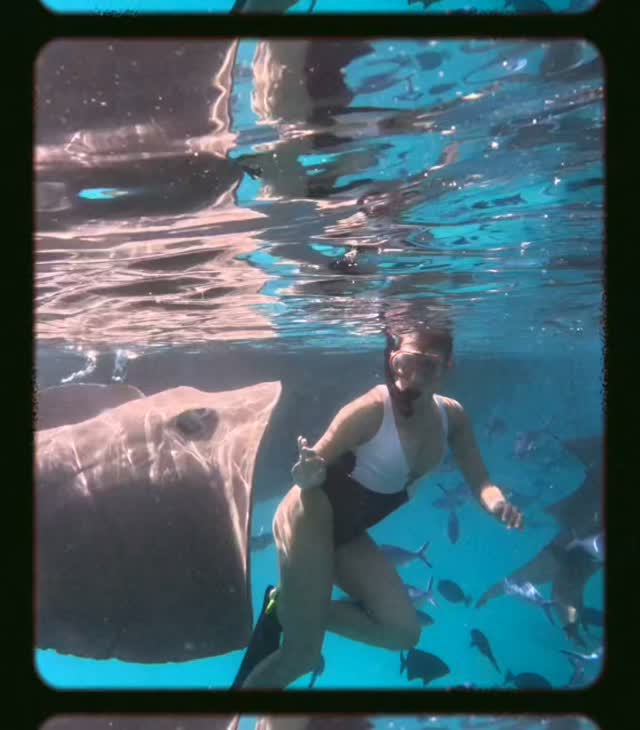 Esperienza meravigliosa al @nikaislandresort .
Abbiamo avuto il meraviglioso privilegio di nuotare con queste meraviglie del mare.

#shark #sharks #nurseshark #diving #maldives