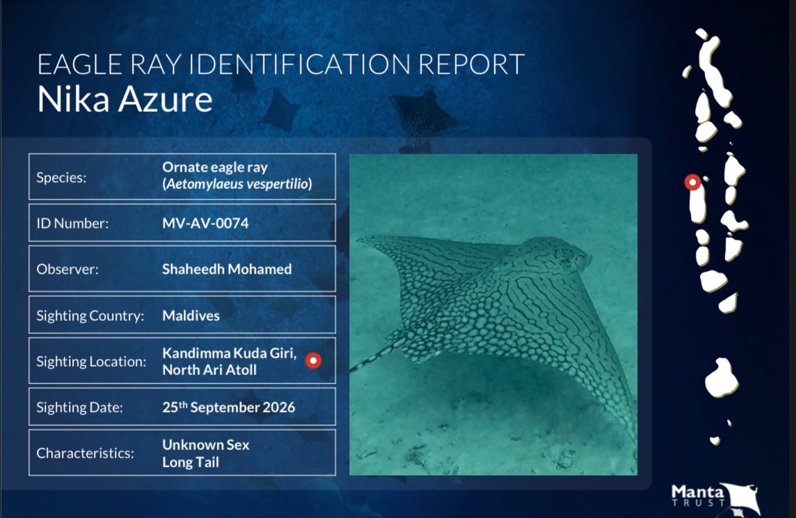 🌊Une rencontre rare, une reconnaissance spéciale ! 🦅

Voici Nika Azure 💙

Le 25 septembre 2026, lors d'une plongée matinale à Kandimma Kuda Giri, North Ari Atoll, Maldives, nous avons eu l'incroyable opportunité de 