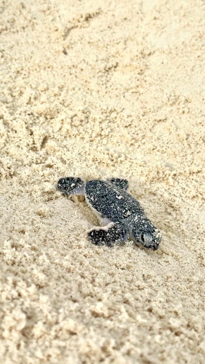Un piccolo miracolo questa mattina a Niyama 🐢🤍
Con il gentile aiuto della nostra biologa marina residente @meimei.ismail, questi piccoli nati hanno compiuto il loro primo viaggio dalla sabbia al mare 🌊

La natura al suo mo