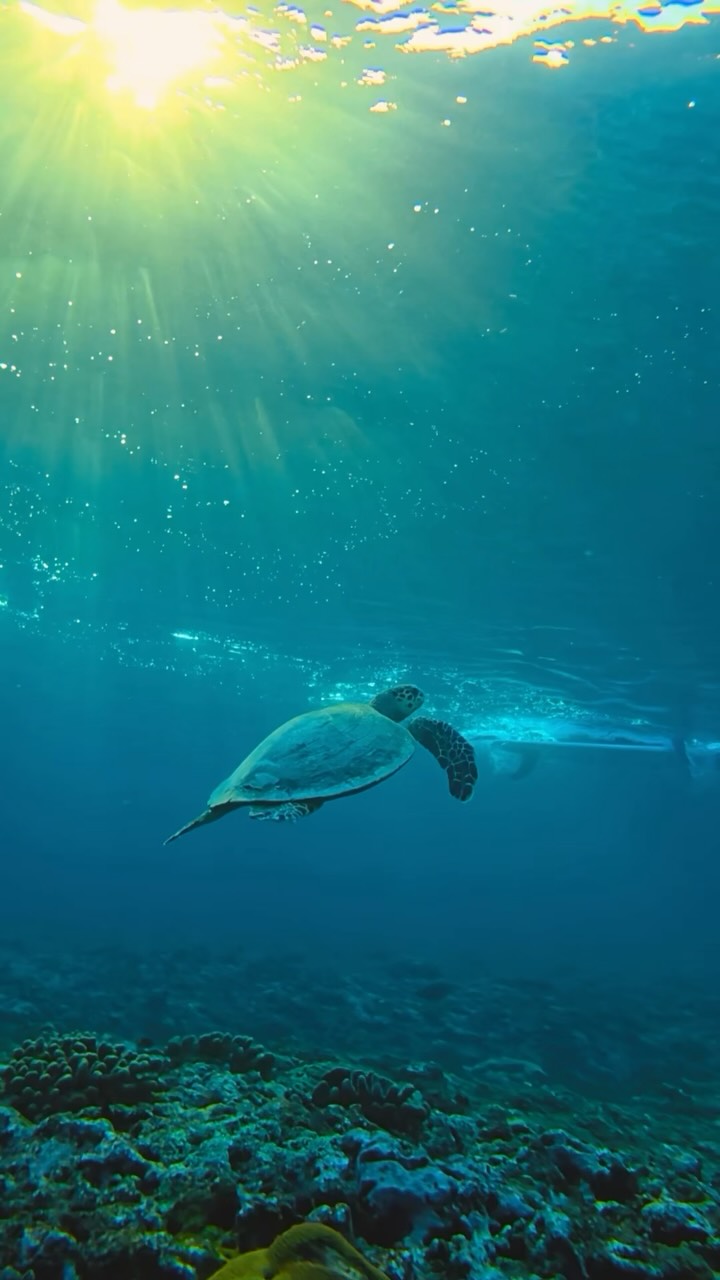A beautiful moment at Nature’s Playground as a sea turtle glides beneath the golden light, moving effortlessly through a world of quiet wonder. ✨🐢

🎥 @kaiquephoto 

#niyamamaldives #thisisniyama #Mo