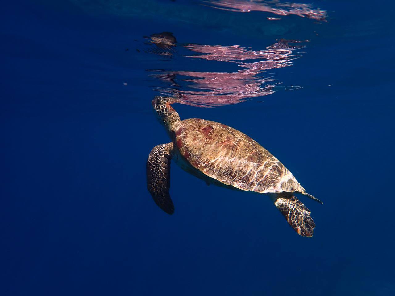Von Noku Maldives, Vignette Collection, an IHG Hotel geteiltes Foto vom 31. August 2026 mit Markierung von @atollmarinecentre. Könnte ein Bild von Schwimmen, Schildkröte, Wassertier und Text sein.