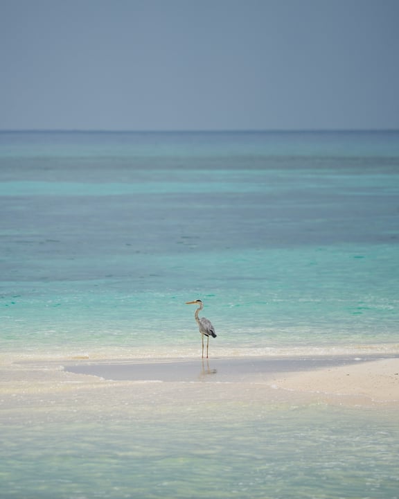 Foto di Noku Maldives, Vignette Collection, an IHG Hotel a Noku Maldives, Vignette Collection. Potrebbe essere un'immagine di pellicano, uccello limicolo, gabbiano, aquilone, acqua e testo.