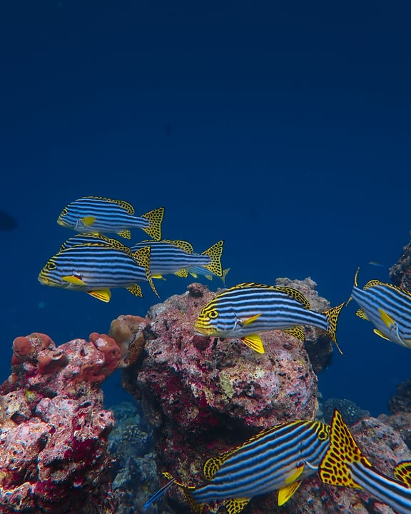 Just steps from the shoreline, our House Reef opens into a world of colour and movement beneath the surface. Swim out and discover coral gardens, curious marine life and the spectacle of the reef, all