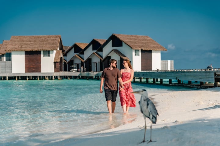 Photo by NOOE Maldives Kunaavashi on May 29, 2026. May be an image of sea bird and text.