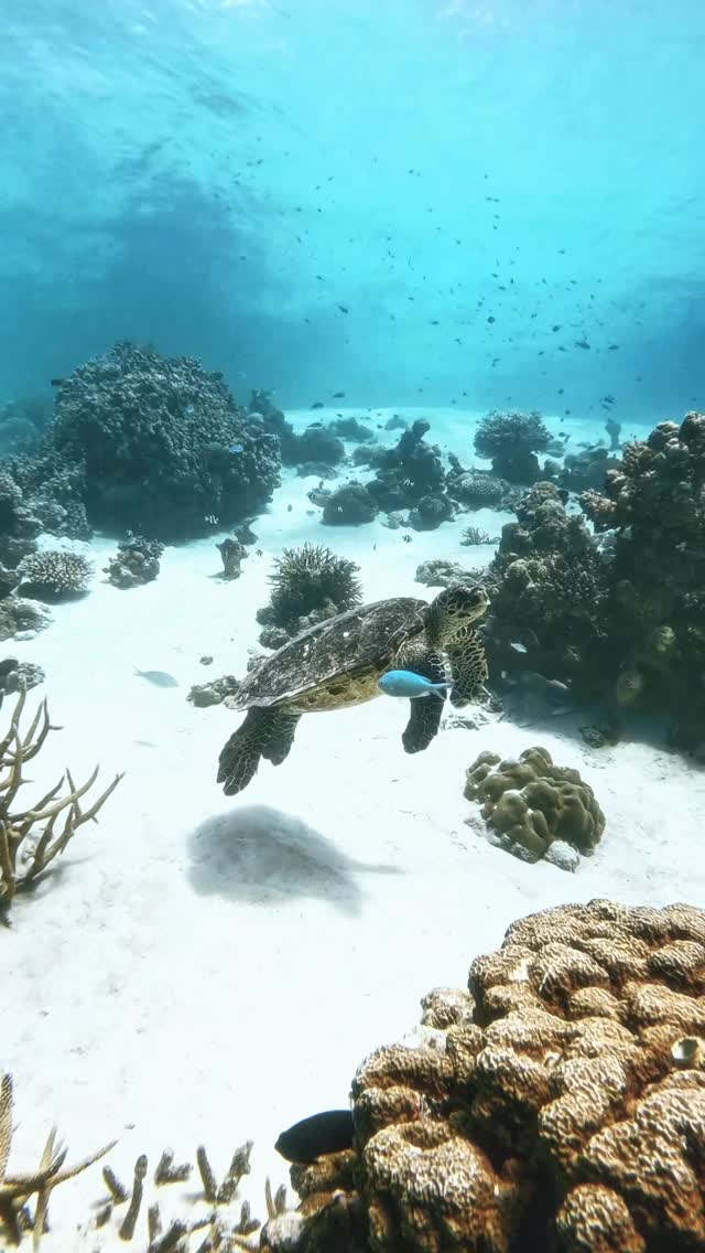 The turtle theory: progress isn’t about speed, it’s about consistency. if you keep moving, if you keep swimming, you’ll reach the shore that’s meant for you. 🐢
#maldives #underwater #oceanlover #turt