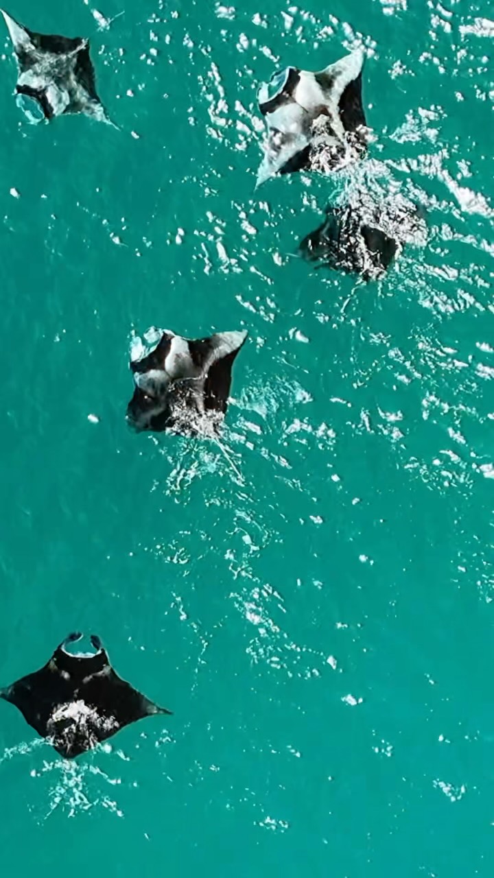 Manta-stischer Tag 😍❤️#vaavuatoll #mantaray #visitmaldives🇲🇻 #drone #jetski