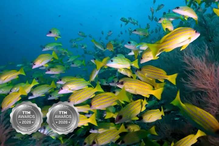 Nova is delighted to be recognised at the TTM Awards 2026 by Travel Trade Maldives, with nominations for Best Boutique Resort and Best Dive Resort.

This moment is a beautiful reflection of Nova’s sou