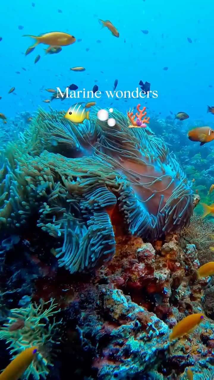 Beneath the surface lies another world. Coral gardens, curious reef fish, and the ocean waiting to be explored.

#NovaMaldives #NovaGoodSoulDays #GoodSoulDays