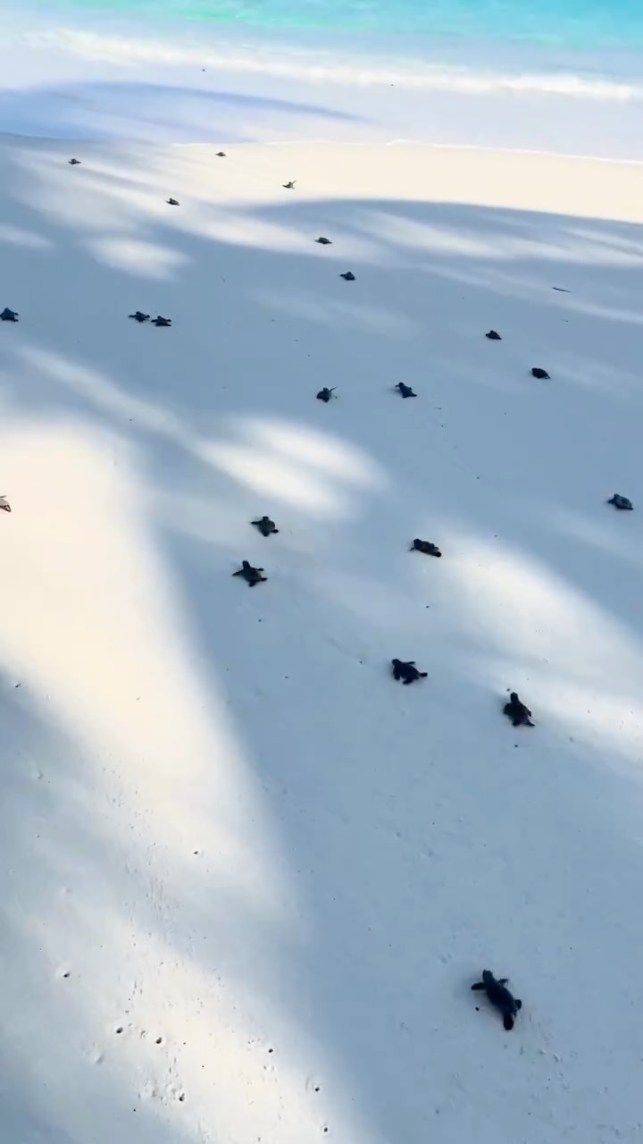 Die kleinste Reise hinterließ den größten Eindruck. 🐢💙⁠
⁠
Winzige Meeresschildkröten-Schlüpflinge kamen am Strand von Nova zur Welt und machten sich auf den Weg zum Ozean. Ihre Ankunft ist eine wichtige Erinnerung daran, warum der Schutz